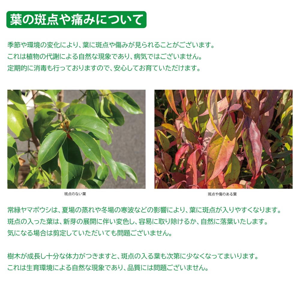 常緑ヤマボウシ 株立ち 1.2m 露地 2本 苗 常緑ヤマボウシ 株立ち 1.2m 露地 2本 苗