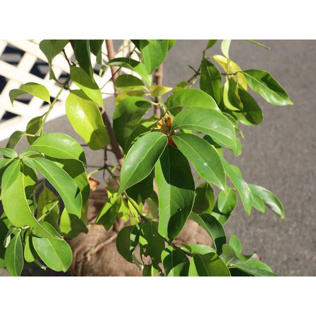 常緑ヤマボウシ 株立ち 1.2m 露地 2本 苗 常緑ヤマボウシ 株立ち 1.2m 露地 2本 苗