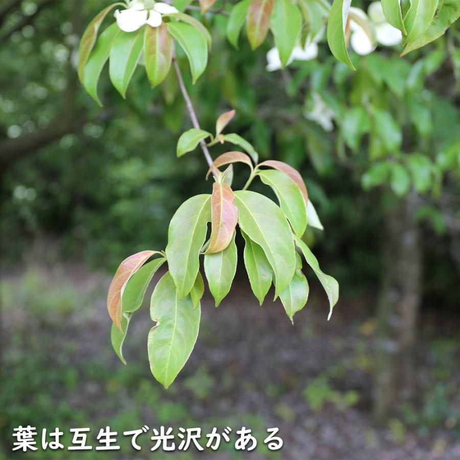 常緑ヤマボウシ 株立ち 1.2m 露地 2本 苗 常緑ヤマボウシ 株立ち 1.2m 露地 2本 苗