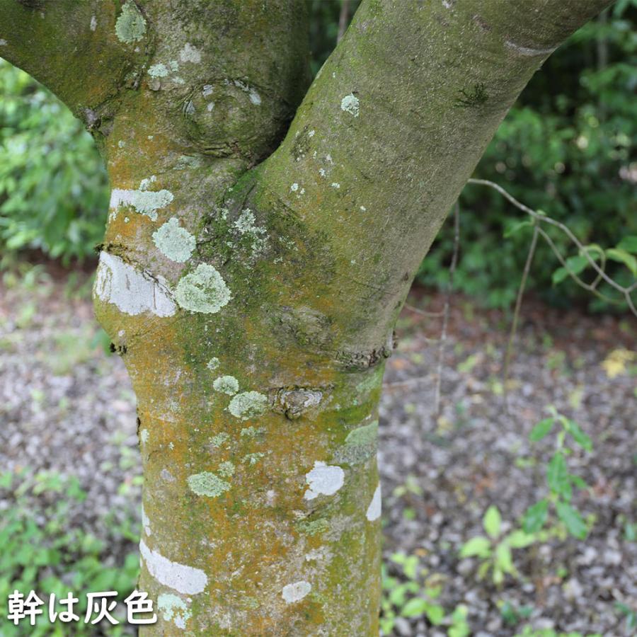 常緑ヤマボウシ 株立ち 1.2m 露地 2本 苗 常緑ヤマボウシ 株立ち 1.2m 露地 2本 苗