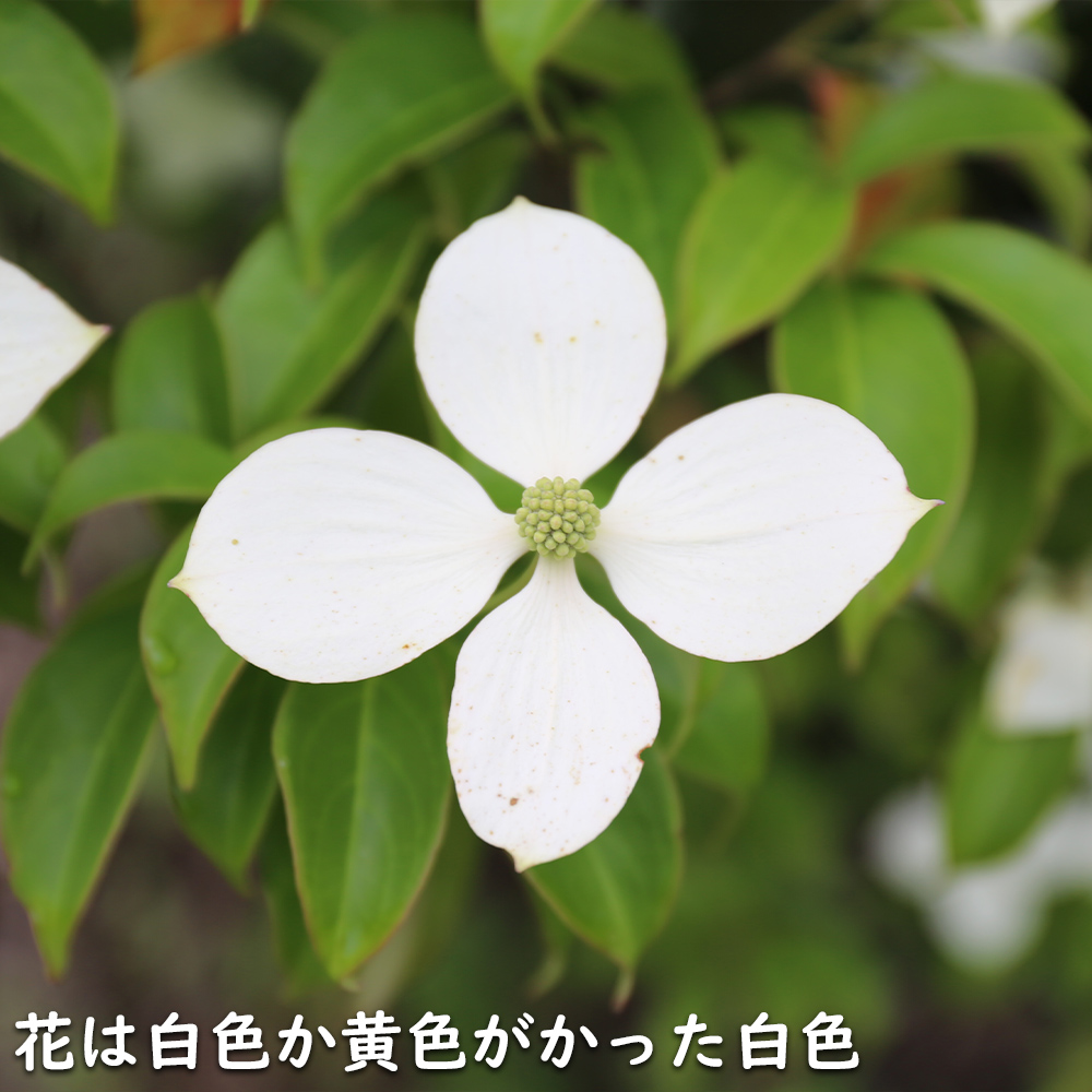 常緑ヤマボウシ 単木 2.5m 露地 苗木｜green-netbox｜06