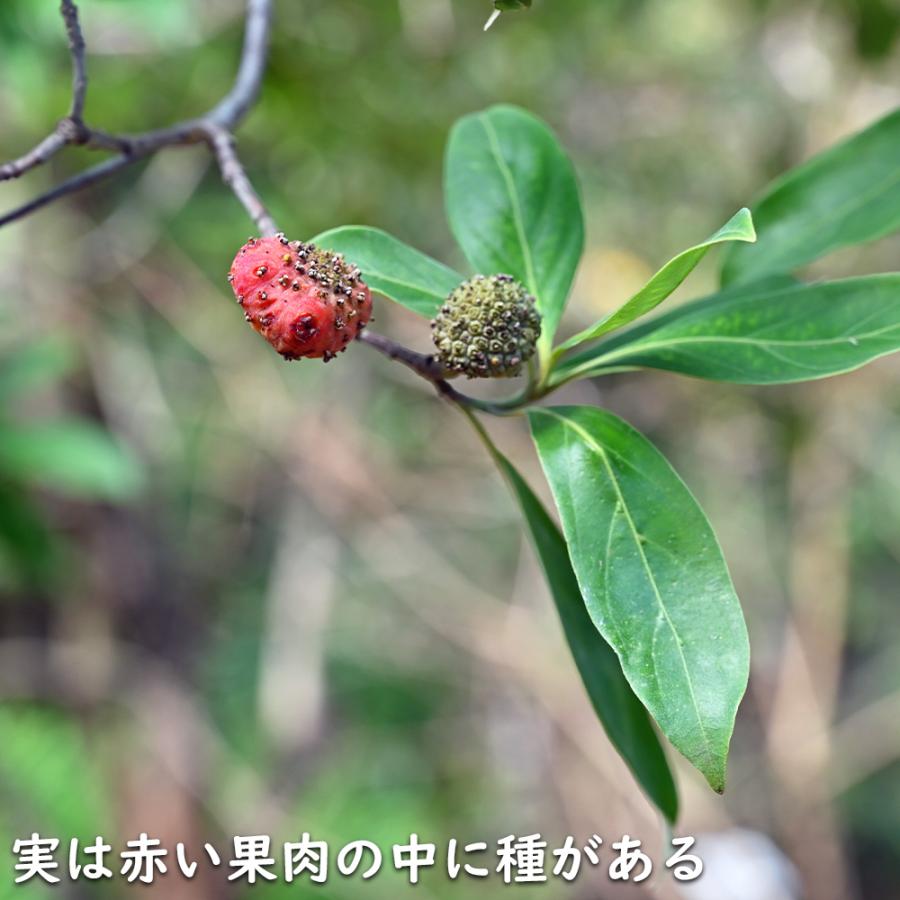 常緑ヤマボウシ 株立ち 1.2m 露地 2本 苗 常緑ヤマボウシ 株立ち 1.2m 露地 2本 苗