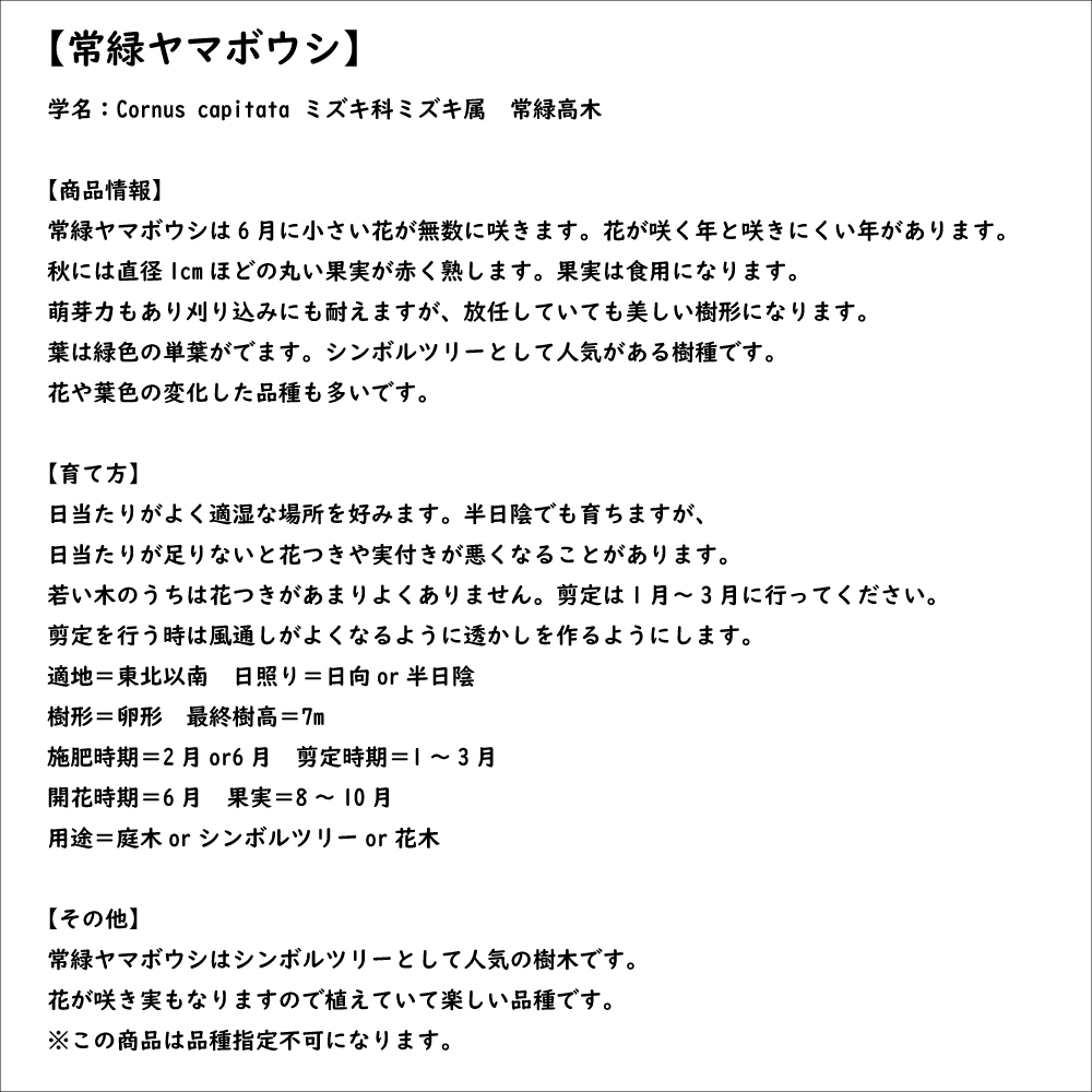 常緑ヤマボウシ 株立ち 1.2m 露地 2本 苗 常緑ヤマボウシ 株立ち 1.2m 露地 2本 苗
