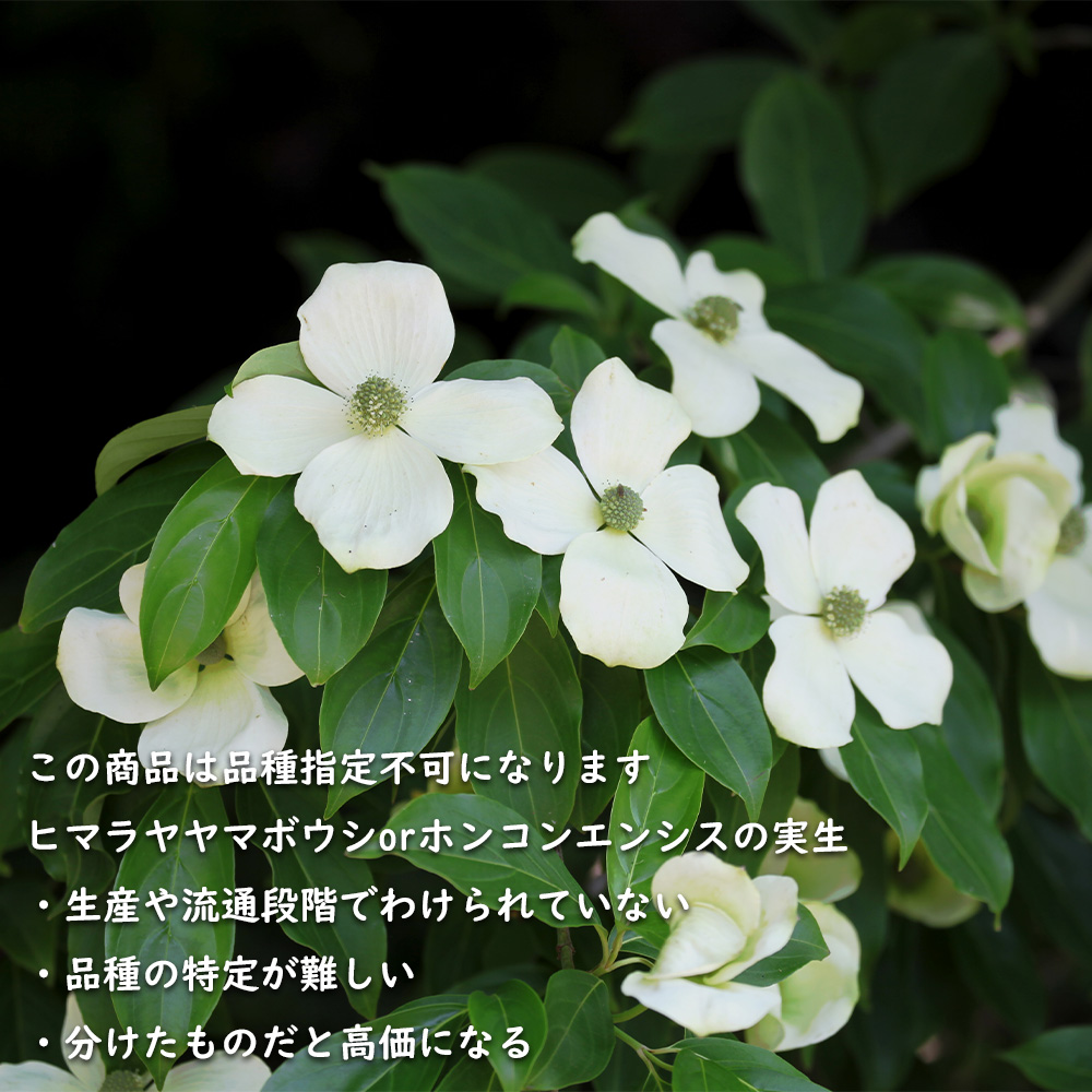 常緑ヤマボウシ 株立ち 1.2m 露地 2本 苗 常緑ヤマボウシ 株立ち 1.2m 露地 2本 苗