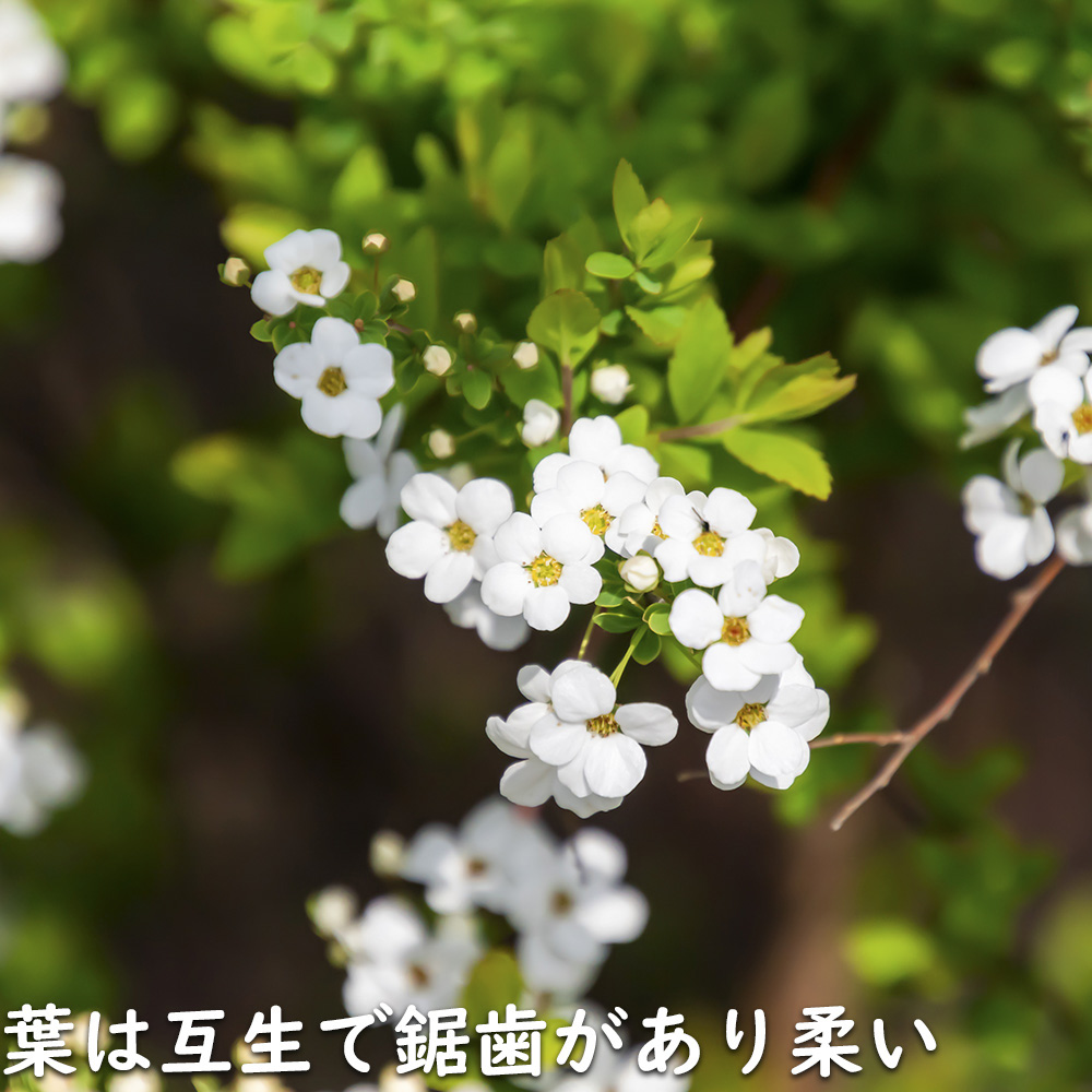 ユキヤナギ 10.5cmポット 苗 関連画像3
