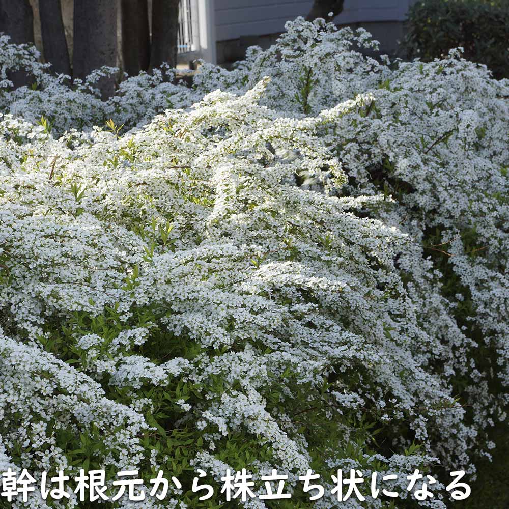 ユキヤナギ 10.5cmポット 苗 関連画像4