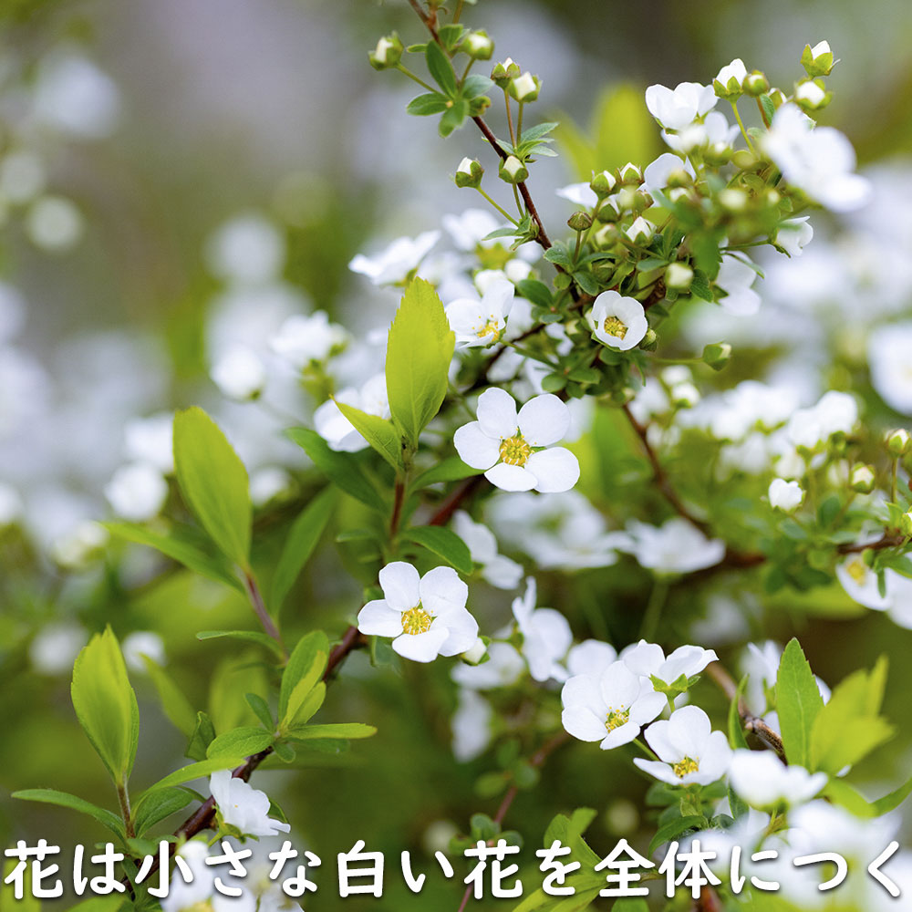 ユキヤナギ 10.5cmポット 苗 関連画像5