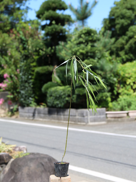 柳 苗（苗木、植木）の商品一覧 | 花、ガーデニング 通販 - Yahoo