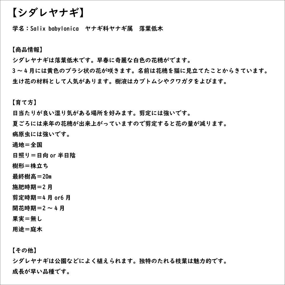 シダレヤナギ 1.7m 15cmポット 8本 苗木 : 800518 : トオヤマグリーン