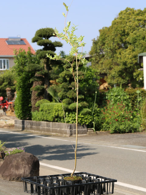 柳 苗（苗木、植木）の商品一覧 | 花、ガーデニング 通販 - Yahoo