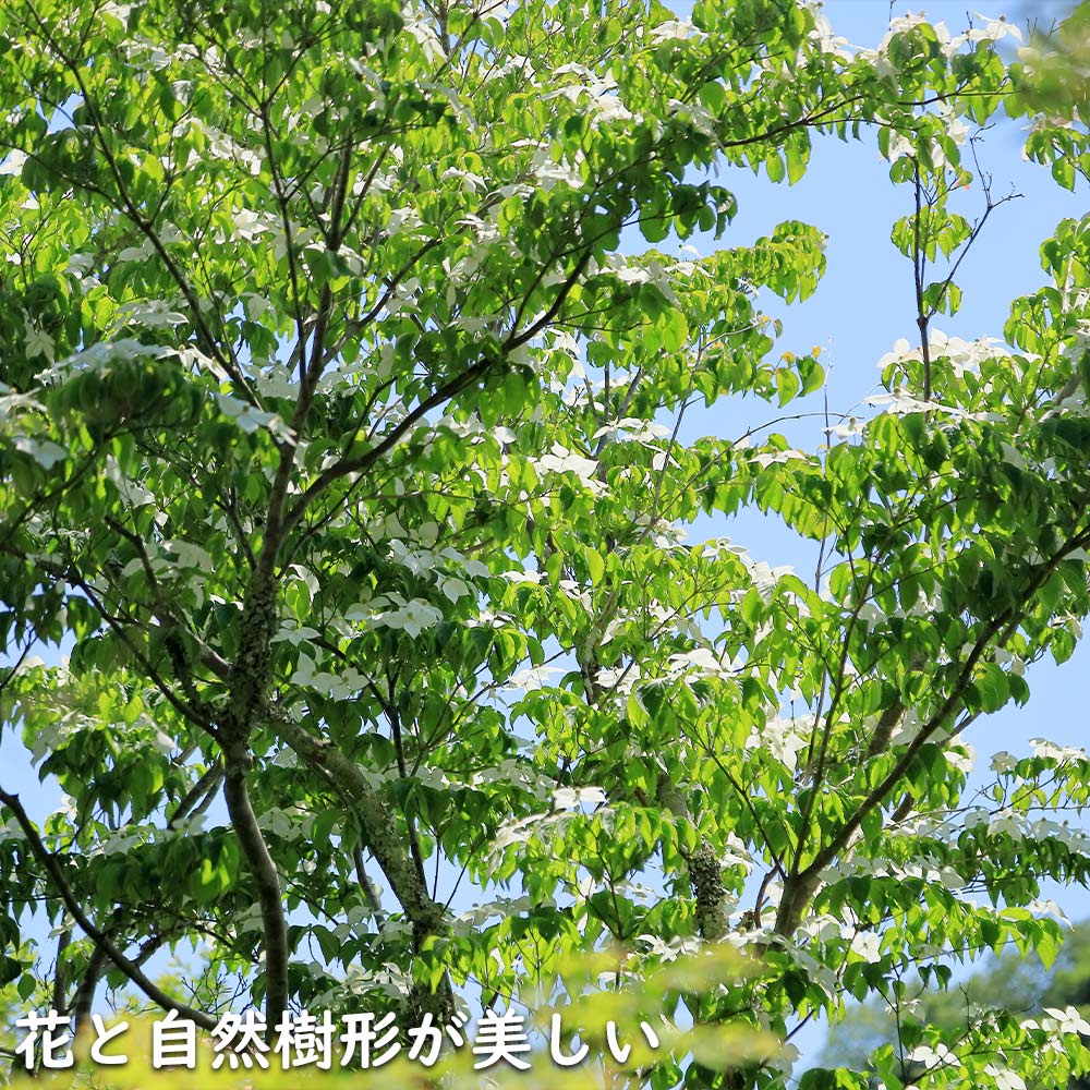 当季大流行 ヤマボウシ 1m 10.5cmポット 苗 落葉樹