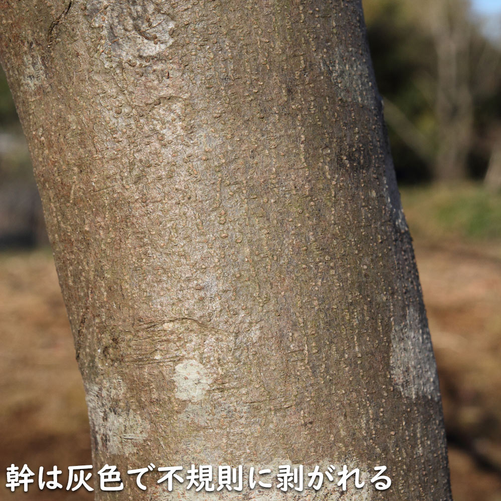 ヤマボウシ 単木 1.5m 露地 苗木 : 801015 : トオヤマグリーン - 通販