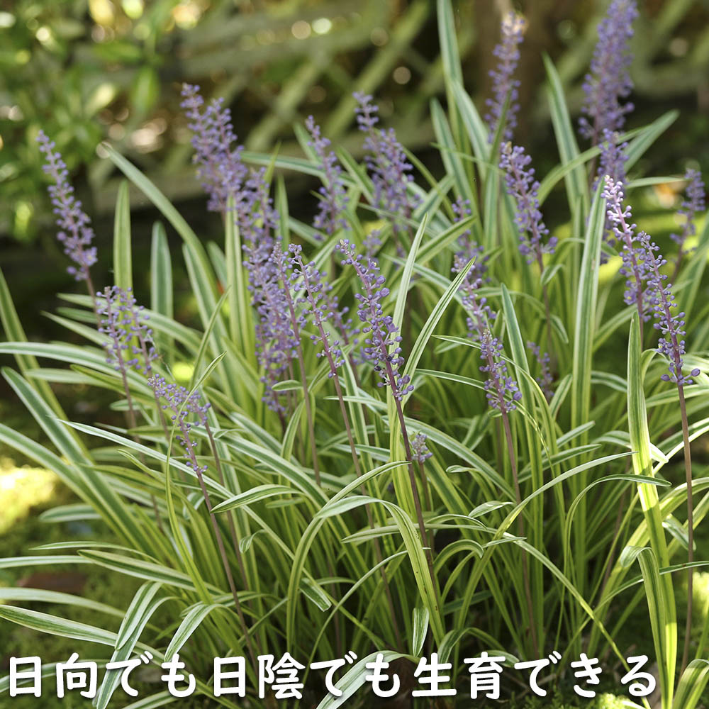 ヤブラン斑入り 10.5cmポット 苗 : トオヤマグリーン - 通販 - Yahoo