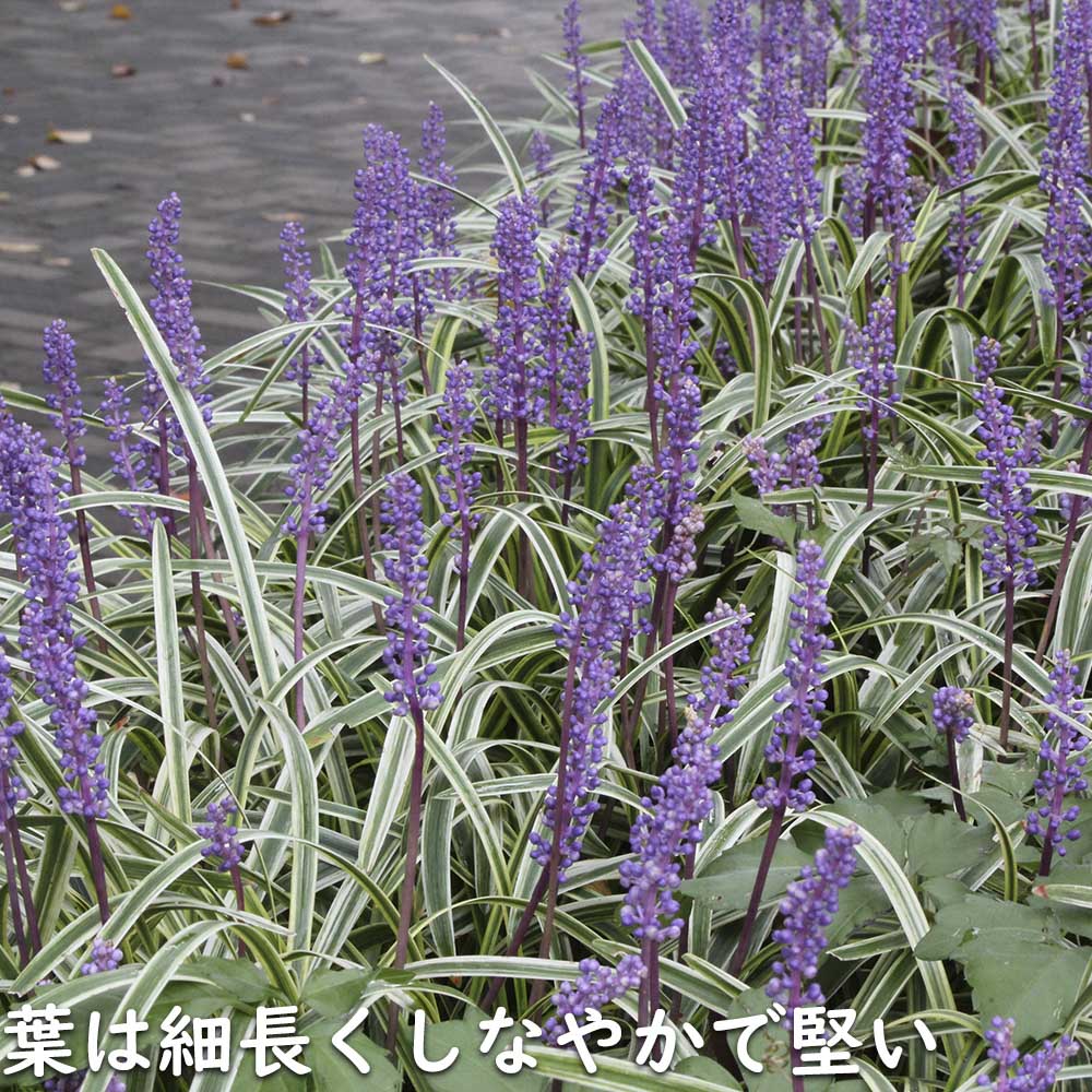 ヤブラン斑入り 10.5cmポット 苗 : トオヤマグリーン - 通販 - Yahoo