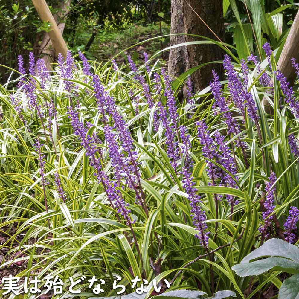 ヤブラン斑入り 10.5cmポット 苗 : トオヤマグリーン - 通販 - Yahoo