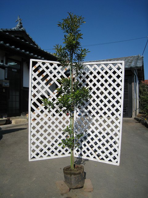 公式 グッズ ヤマモモ 単木 1.7m 露地 苗木 【O1748162099】(11440円)