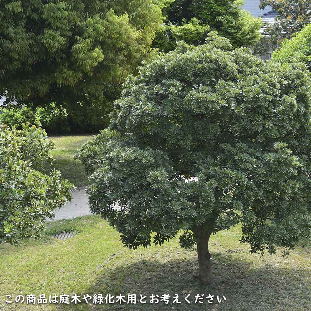 【まとめ売り】 ヤマモモ 単木 2.5m 露地 2本 苗木 【6367509399】 (23276円)