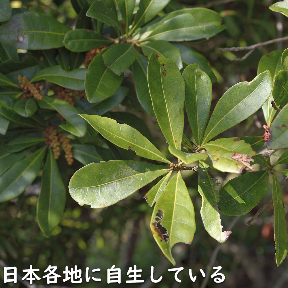 【まとめ売り】 ヤマモモ 単木 2.5m 露地 2本 苗木 【6367509399】 (23276円)