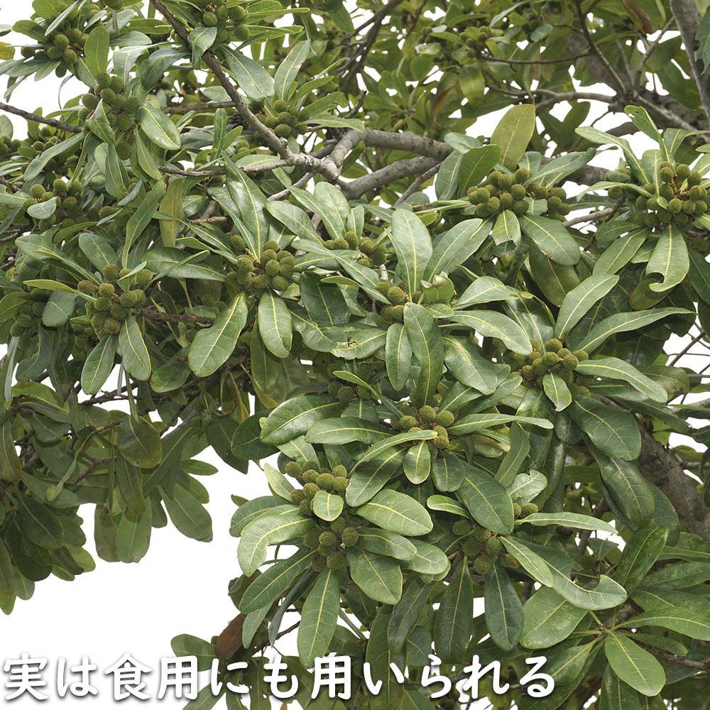 【まとめ売り】 ヤマモモ 単木 2.5m 露地 2本 苗木 【6367509399】 (23276円)