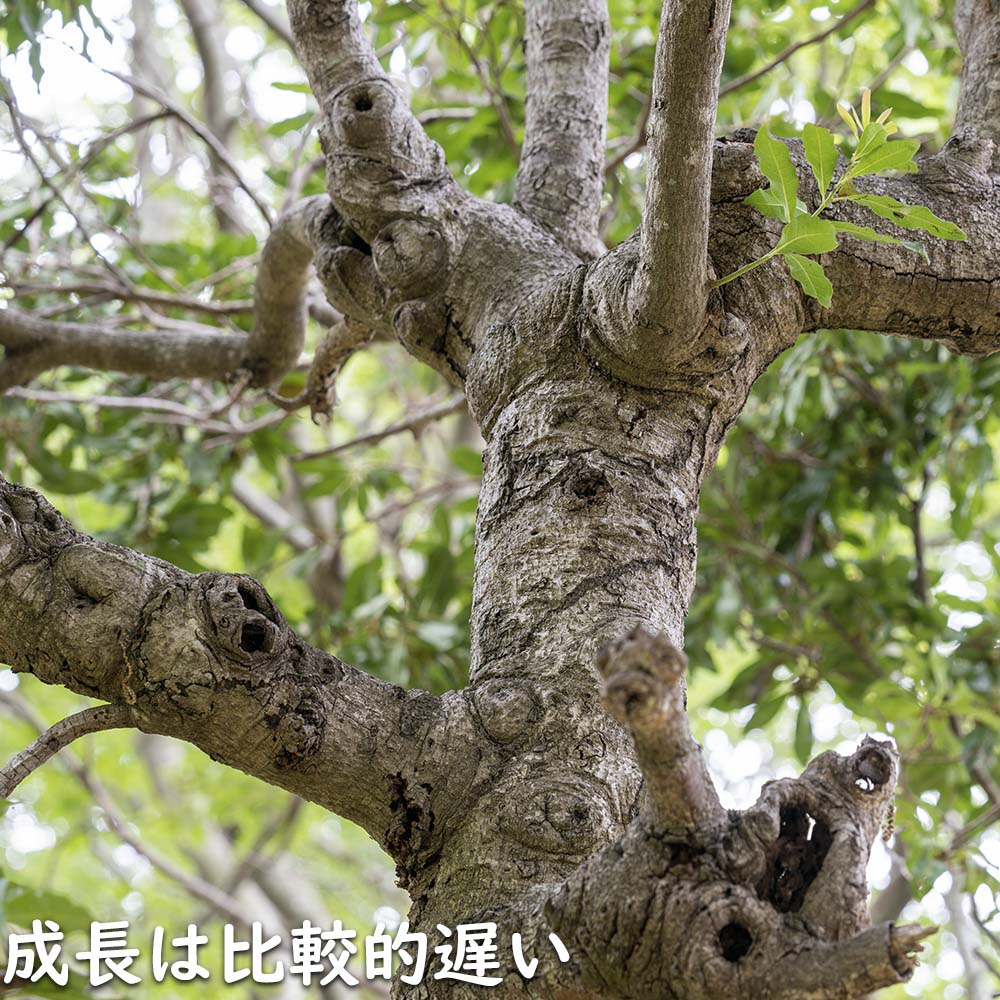 【まとめ売り】 ヤマモモ 単木 2.5m 露地 2本 苗木 【6367509399】 (23276円)