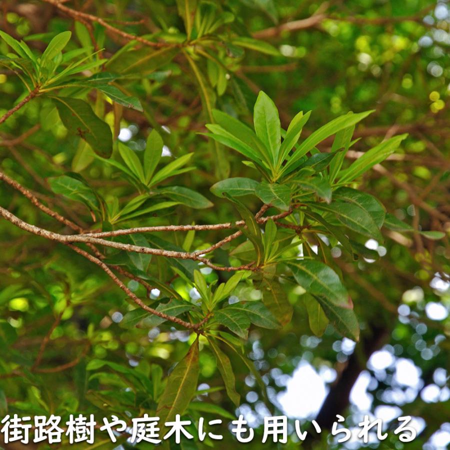 【まとめ売り】 ヤマモモ 単木 2.5m 露地 2本 苗木 【6367509399】 (23276円)