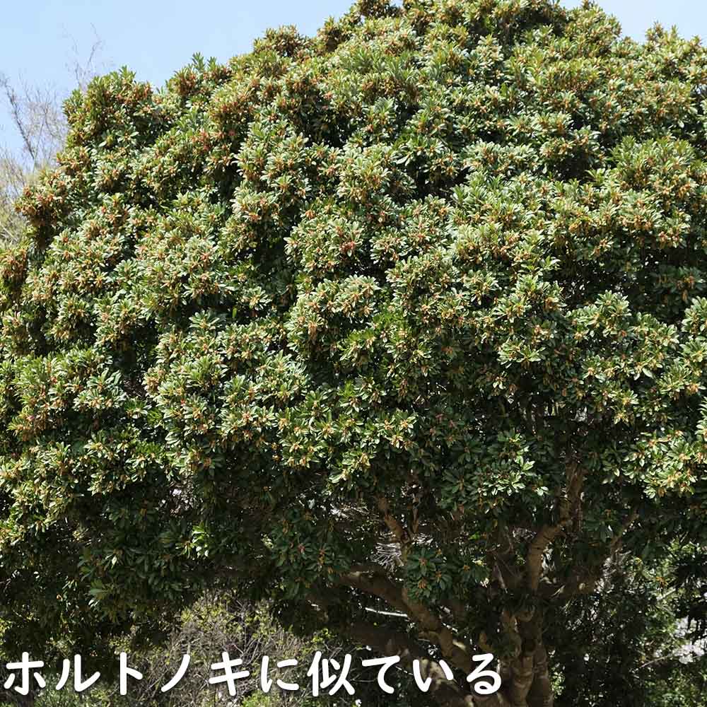 【まとめ売り】 ヤマモモ 単木 2.5m 露地 2本 苗木 【6367509399】 (23276円)