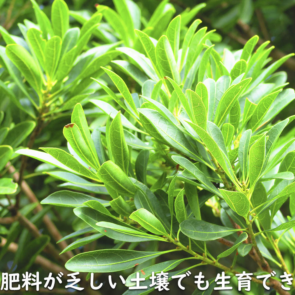 【まとめ売り】 ヤマモモ 単木 2.5m 露地 2本 苗木 【6367509399】 (23276円)