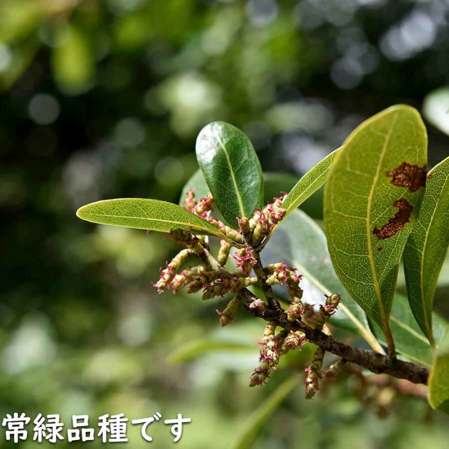 【まとめ売り】 ヤマモモ 単木 2.5m 露地 2本 苗木 【6367509399】 (23276円)