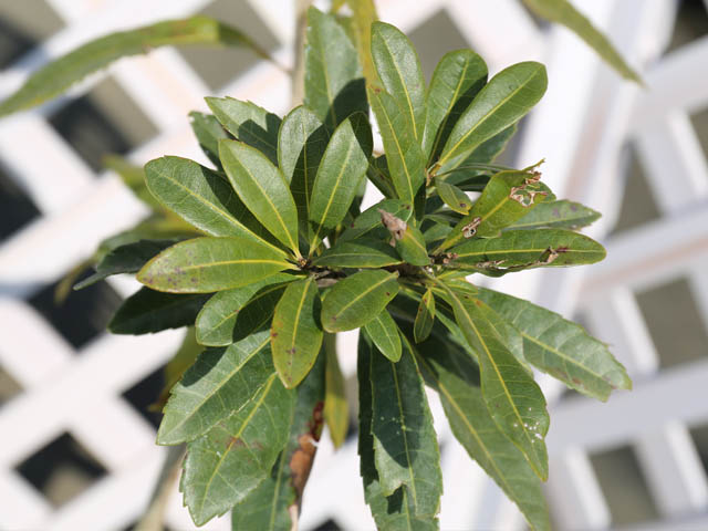 【まとめ売り】 ヤマモモ 単木 2.5m 露地 2本 苗木 【6367509399】 (23276円)