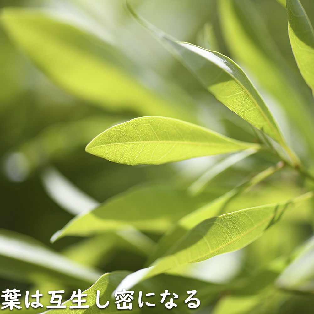 【まとめ売り】 ヤマモモ 単木 2.5m 露地 2本 苗木 【6367509399】 (23276円)