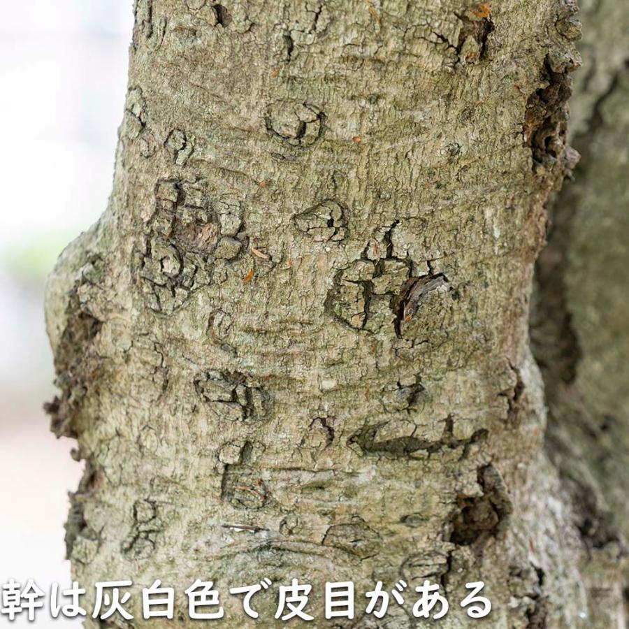 【まとめ売り】 ヤマモモ 単木 2.5m 露地 2本 苗木 【6367509399】 (23276円)