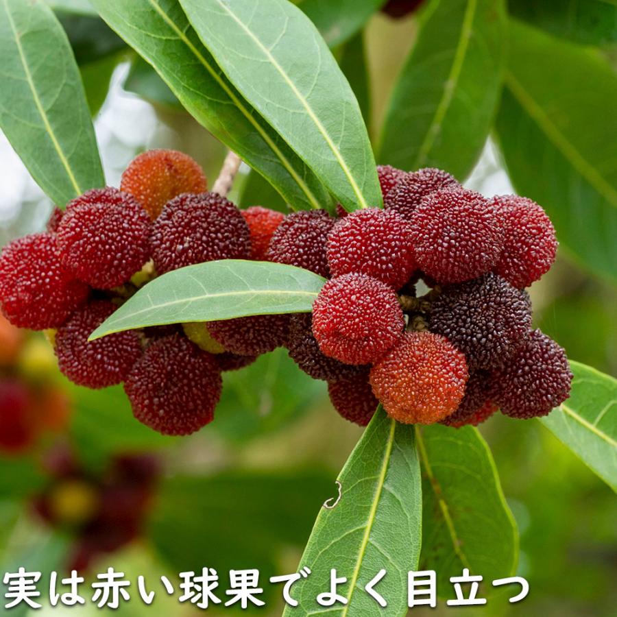 【まとめ売り】 ヤマモモ 単木 2.5m 露地 2本 苗木 【6367509399】 (23276円)