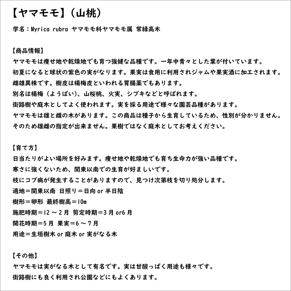 【まとめ売り】 ヤマモモ 単木 2.5m 露地 2本 苗木 【6367509399】 (23276円)