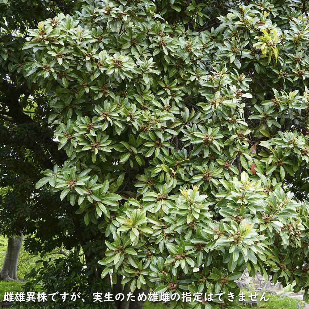 【まとめ売り】 ヤマモモ 単木 2.5m 露地 2本 苗木 【6367509399】 (23276円)