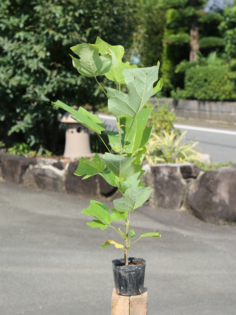 苗木 花（落葉樹種類：ユリノキ）のおすすめ人気商品一覧 通販 - Yahoo