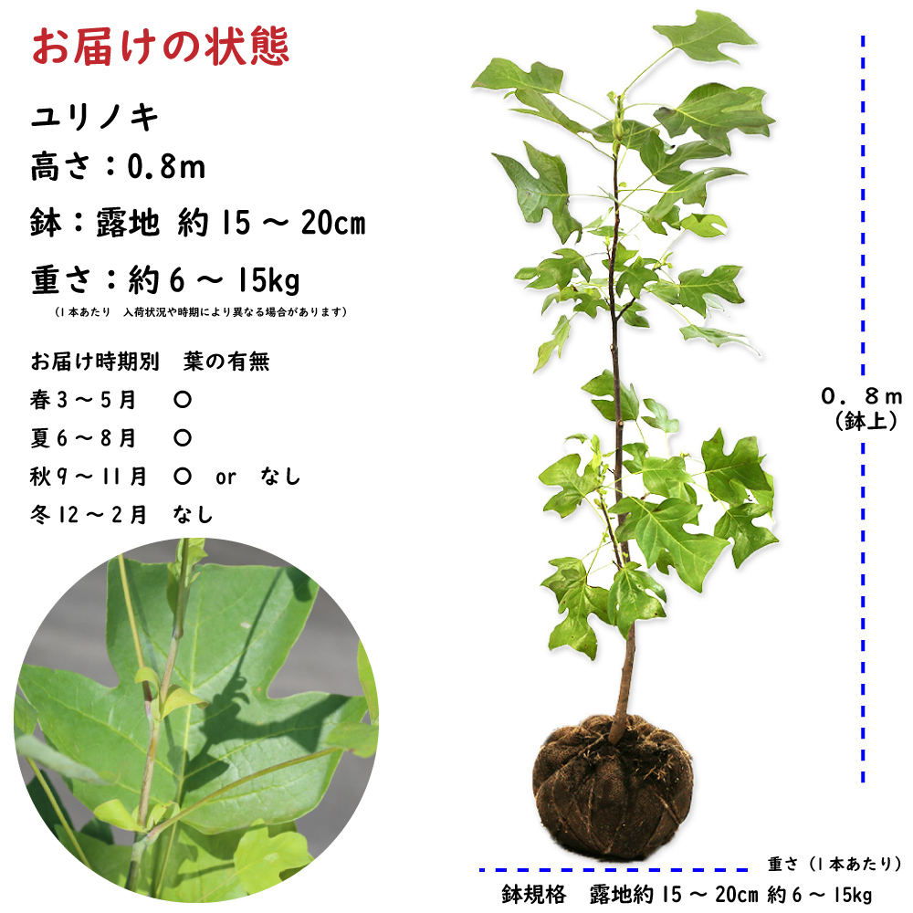 ユリノキ 0.8m 露地 苗 : 802108 : トオヤマグリーン - 通販 - Yahoo