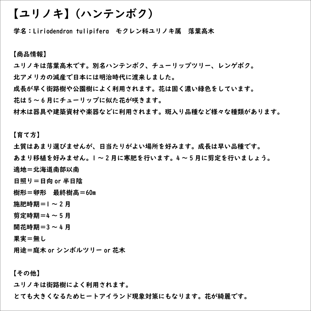 ユリノキ 0.3m 10.5cmポット 5本 苗｜green-netbox｜08