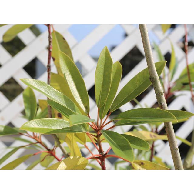 ヒメユズリハ 単木 1.5m 露地 2本 苗木 常緑樹 ヒメユズリハ 単木 1.5m 露地 2本 苗木 常緑樹