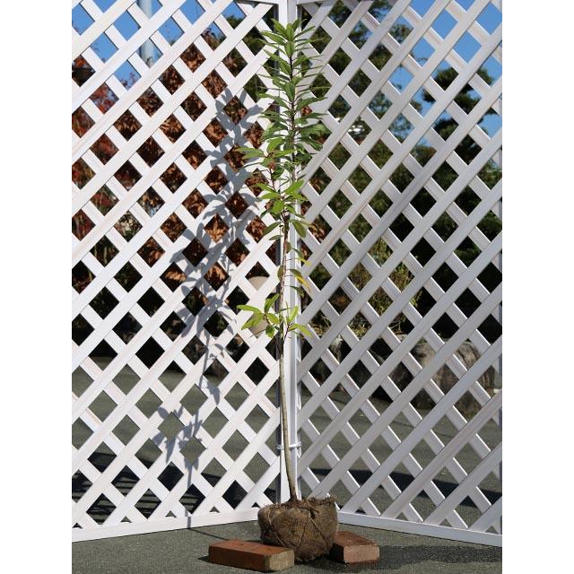 ヒメユズリハ 単木 1.5m 露地 2本 苗木(12012円)