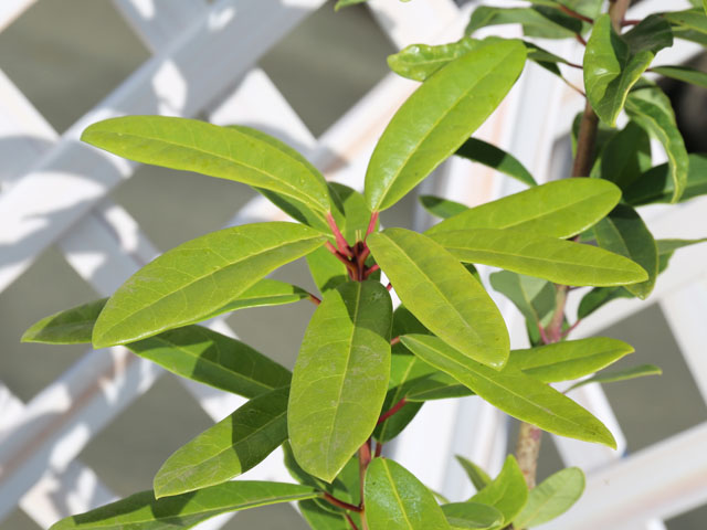 ヒメユズリハ 単木 1.5m 露地 2本 苗木 常緑樹 ヒメユズリハ 単木 1.5m 露地 2本 苗木 常緑樹