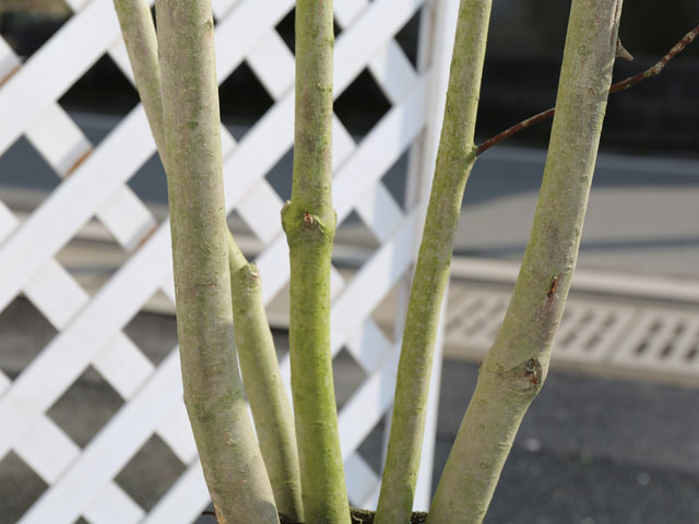 ヒメユズリハ 単木 1.5m 露地 2本 苗木 常緑樹 ヒメユズリハ 単木 1.5m 露地 2本 苗木 常緑樹