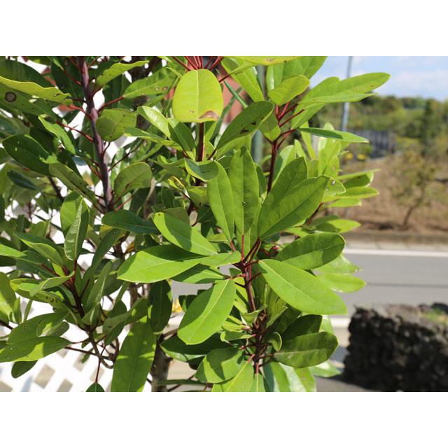 ヒメユズリハ 単木 1.5m 露地 2本 苗木 常緑樹 ヒメユズリハ 単木 1.5m 露地 2本 苗木 常緑樹