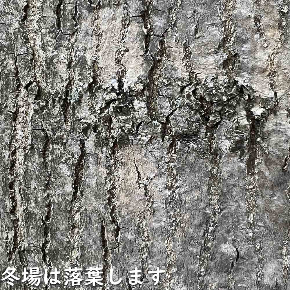ヤマモモの葉 枝付き生葉 140サイズ箱いっぱい ② ヤマモモ茶 ペットの餌 ヤマモモ