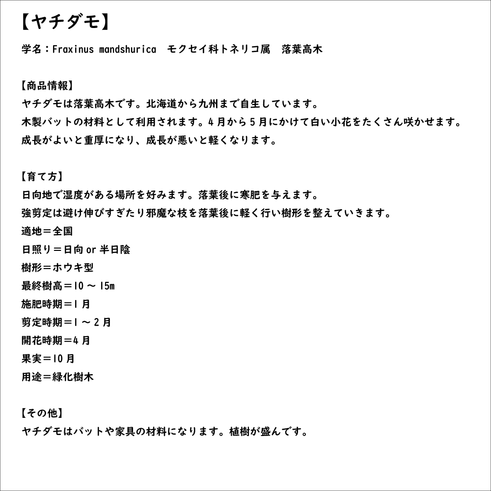 ヤチダモ 0.4m 10.5cmポット 苗｜green-netbox｜08