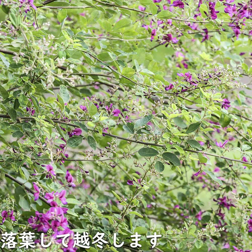 ヤマハギ 10.5cmポット 苗 : トオヤマグリーン - 通販 - Yahoo