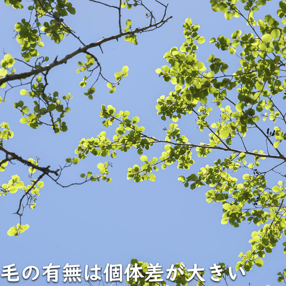 ヤマハンノキ 0.8m 10.5cmポット 10本 苗の画像
