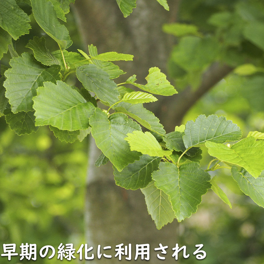 ヤマハンノキ 0.8m 10.5cmポット 10本 苗の画像