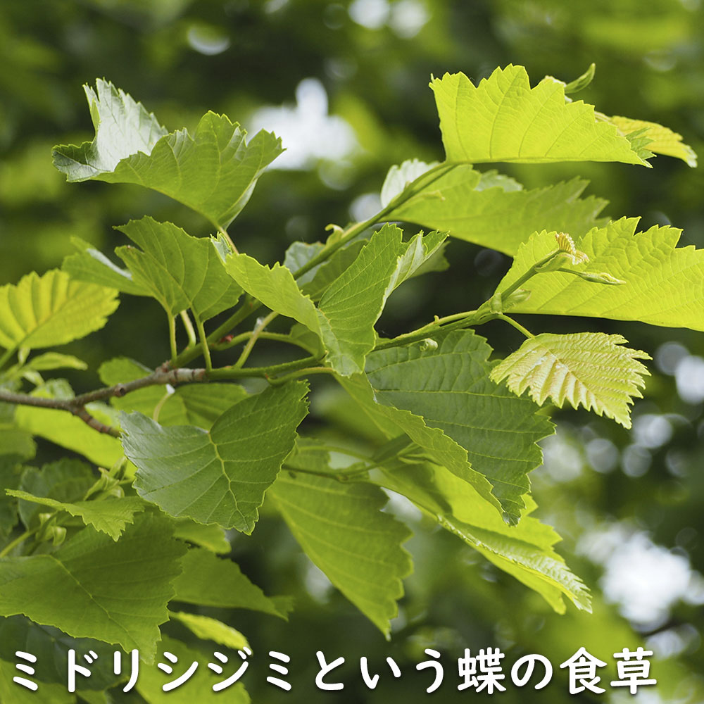 ヤマハンノキ 0.8m 10.5cmポット 10本 苗の画像