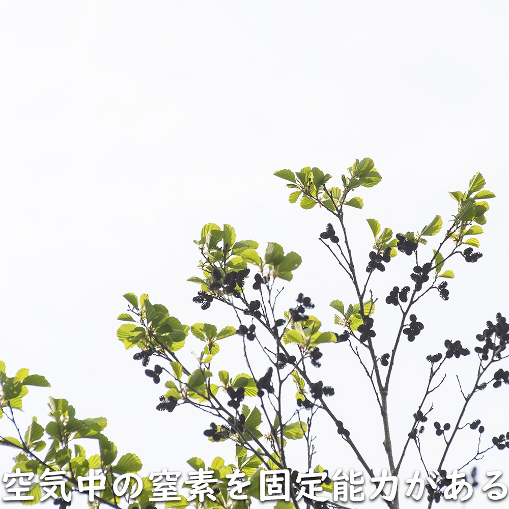 ヤマハンノキ 0.8m 10.5cmポット 10本 苗の画像
