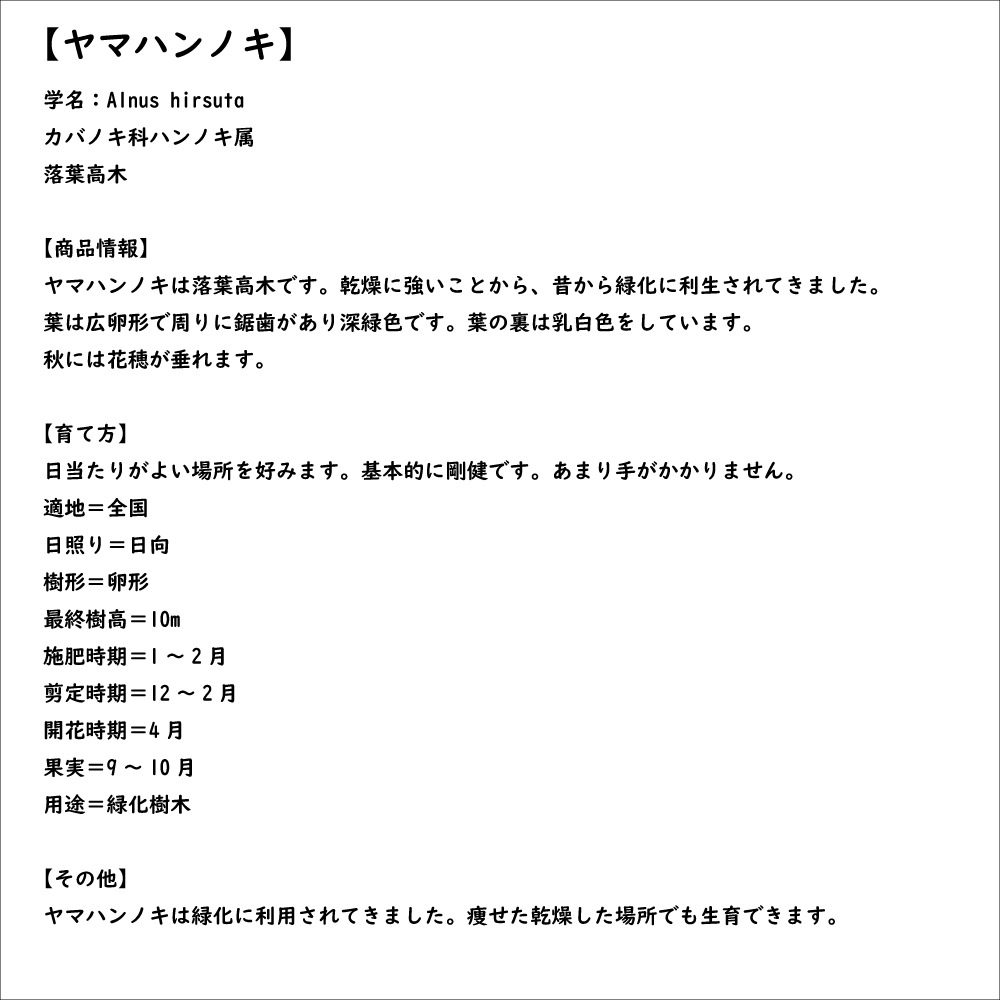 ヤマハンノキ 0.8m 10.5cmポット 10本 苗の画像